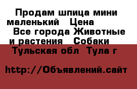 Продам шпица мини маленький › Цена ­ 15 000 - Все города Животные и растения » Собаки   . Тульская обл.,Тула г.